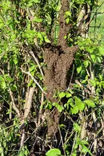 Bienen_0008.webp