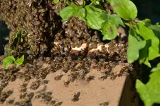 Bienen_0009.webp