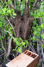 Bienen_0010.webp