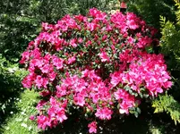 2015-05-15        Die Azaleen zuerst.webp