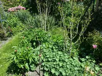 2015-05-15       Alte Sorten wollen blühen.webp