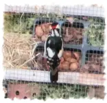 specht1.webp