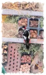 specht2.webp
