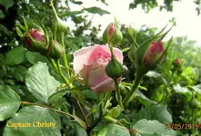 IMG_4532.webp