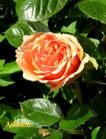 IMG_4534.webp