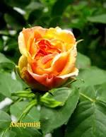 IMG_4545.webp