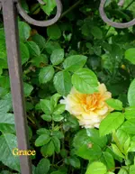 IMG_4550.webp