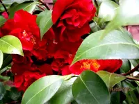 IMG_4544.webp