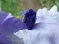 P1380559.webp