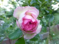 P1380996.webp P1380996.webp