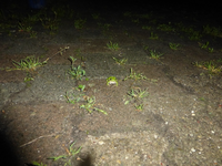 P1370867.webp