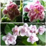 tmp_23119-collage263572950.webp