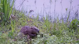 Biber am Wolfsee (Kopie).webp