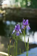 sibirische Lilie.webp