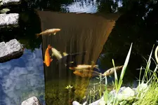 Koi.webp