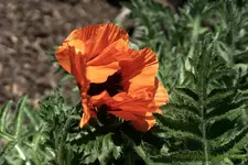 roter Mohn.webp