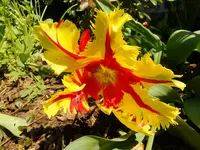 DSCF9226.webp