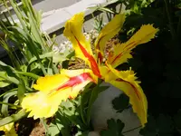 DSCF9230.webp