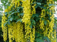 DSCF9293.webp