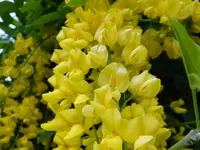 DSCF9298.webp