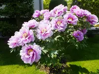 DSCF9245.webp
