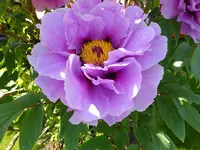 DSCF9251.webp