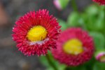 Bellis_5964.JPG