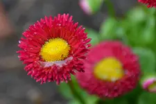 Bellis_5964.webp