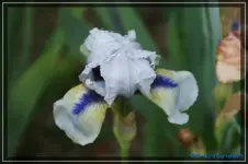 Blue Flirt.jpg