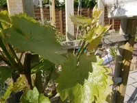 P5190141.webp
