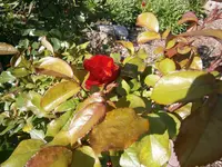 P5190144.webp