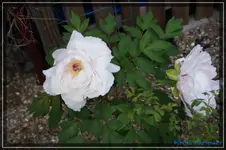 comp_DSC03488.webp