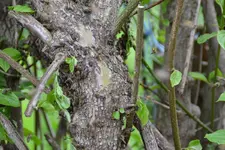 Bienen_0012.webp