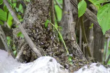 Bienen_0013.webp