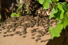 Bienen_0016.webp