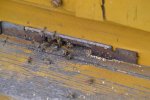 Bienen_0017.JPG