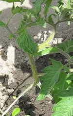 tomate2.webp tomate2.webp