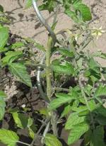 tomate3.webp tomate3.webp