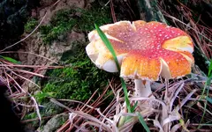 Copy of IMG_0104v.webp