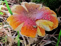 Copy of IMG_0117v.webp