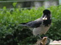 Krähenjunges mit Käse.webp