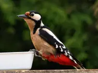 Mutter Specht 17.5..webp
