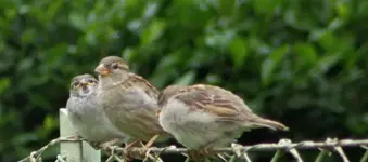 Spatz muss 2 Junge füttern.webp