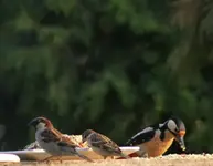 Specht u 2 Spatzen.webp