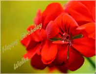 Geranienblüte Rot, Makro.webp