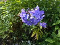 DSCN1368.webp