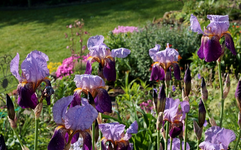 Schwertlilie_bleu_lila_grün_Wassertropfen_3_800.webp