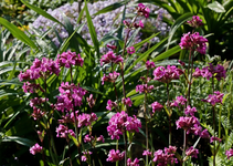 Lobelie_pink_grün_700.webp