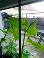 IMG_20150514_182234.webp