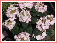 011.webp